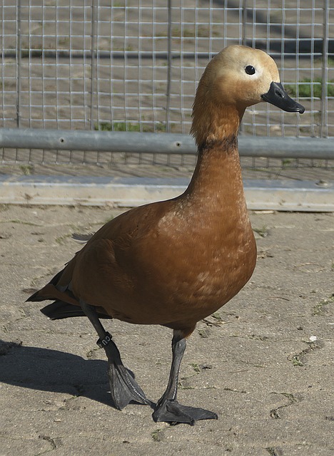 照顾