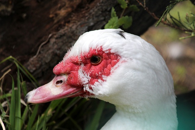 转变为拉锯 转变为拉锯